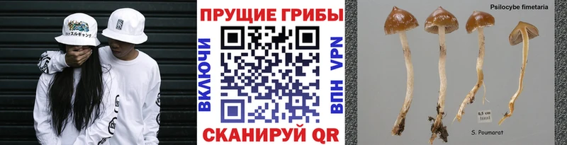 закладки  Ливны  Псилоцибиновые грибы Magic Shrooms 